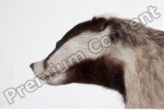 Badger head photo reference 0001